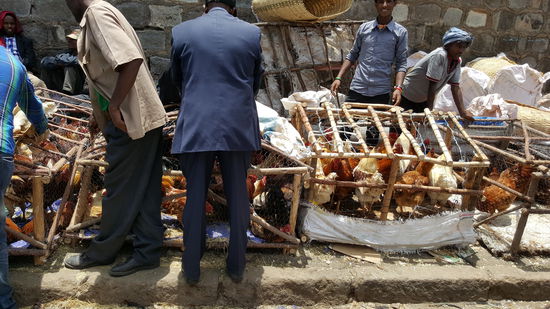 Es ist furchtbar für uns zu sehen, wie die armen Hühner hier leiden müssen...
