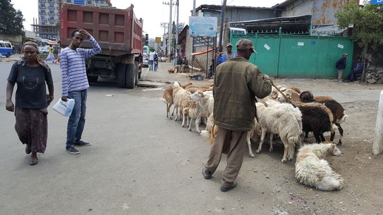 Wieder eine Schafherde die zum Markt muss