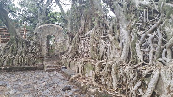 Die Mauer des Bades ist mystisch von Wurzeln umschlungen.