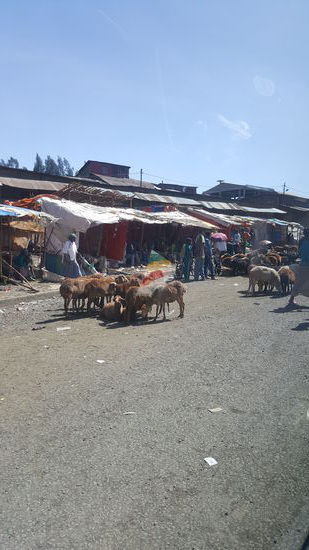 Auf der Fahrt nach Debark wird noch allerhand eingekauft, was für das Trekking benötigt wird. Auch steigen unser Guide Assafa und die beiden  Scouts mit zu uns in den Bus.