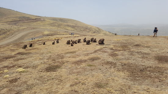 Da sind sie!!! Die Affen, die Blutbrustpaviane. Hier werden Sie " Babou" genannt.