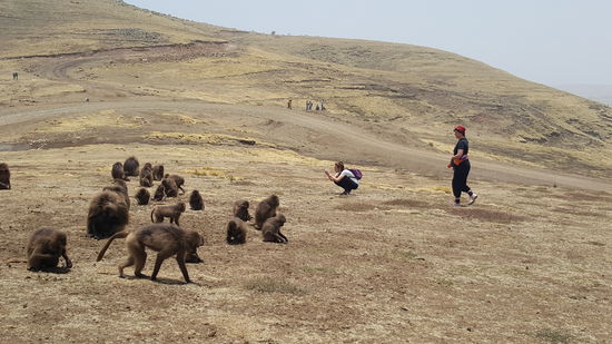 Sie ignorieren uns völlig und so können wir sie aus nächster Nähe beobachten und ablichten.