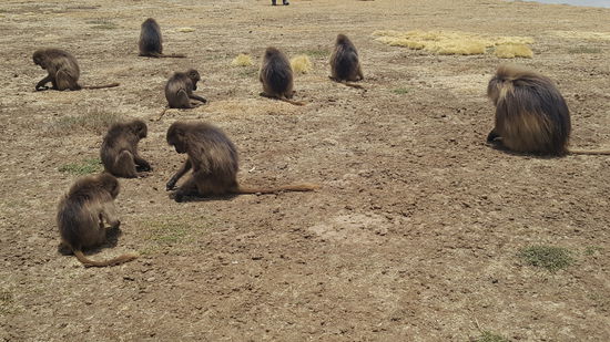 Sie grasen das Feld ab, reißen Grasbüschel aus und fressen sie auf. Das Ganze hört sich an , wie ein Rasenmäher.