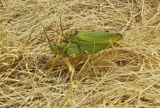 Da ist wohl einer zu faul zum laufen...