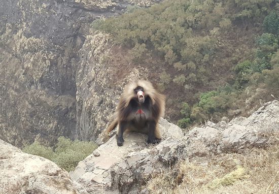 Er setzt sich richtig in Pose und reißt sein Maul auf.