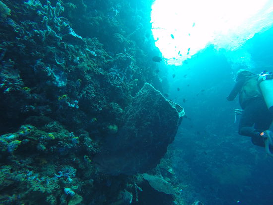 Tauchen an einer Steilwand. Thalia hatte Sven für sich allein