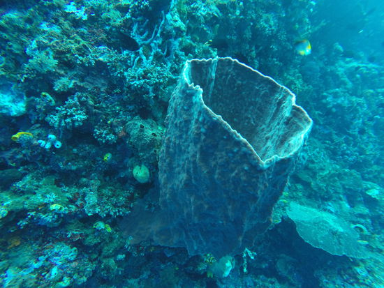 Ein Schwamm, der wie eine Vase aussieht