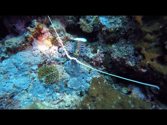 Eine Schmucklanguste