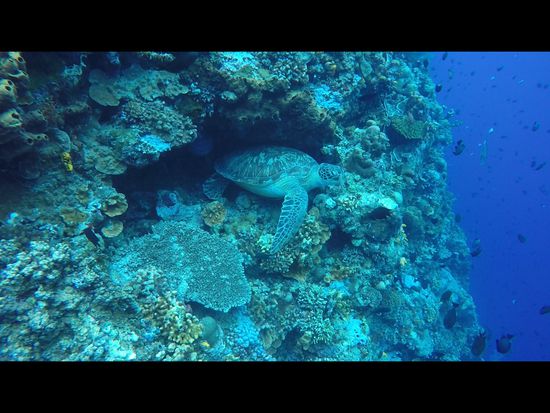 Schlafende Schildkröte