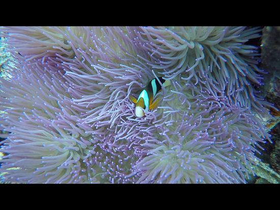 Findet Nemo....
