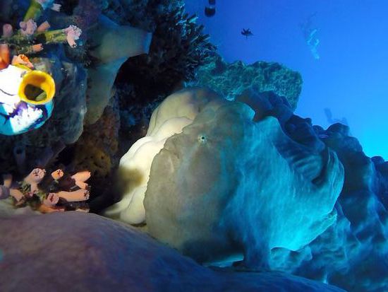 Ein Frogfish...man achte auf die süßen Füßchen....