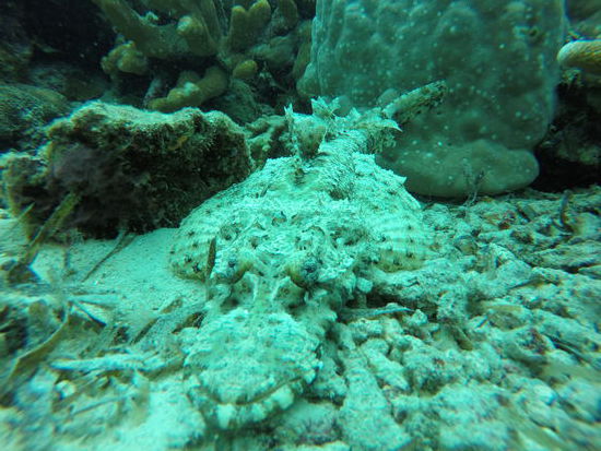 Crocodilefish...gut getarnt...