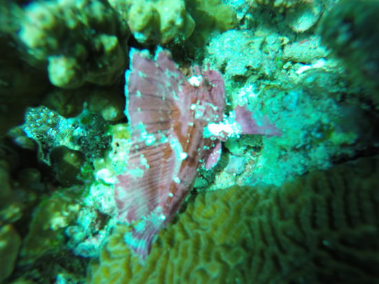 Leaffish....