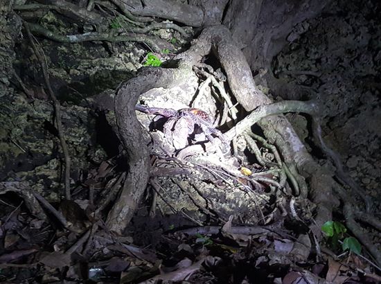 Weit oben im Baum sitzt einer