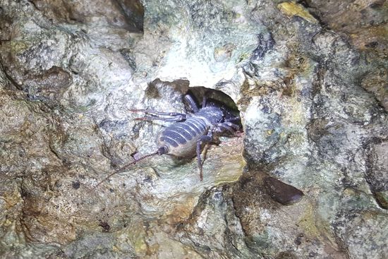 Eine Skorpionspinne...brrr...wenn ich der heute nachmittag begegnet wäre..nicht auszudenken...grusel...