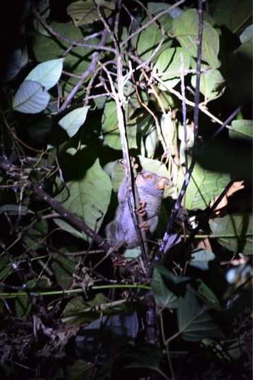 Zum Glück habe ich im NAtionalpark vor 2 Jahren schon welche gesehen, aber ich war schon traurig , dass ich nicht mitkonnte