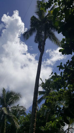 Ganz geschwind klettern die Jungs auf die Palmen um Kokosnüsse  zu holen.
