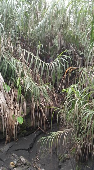 Irgendwann wird der Weg richtig beschwerlich. Insgesamt stehen uns 15km bevor bis zum Camp