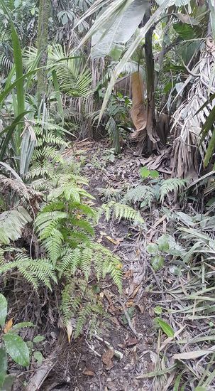 Alle Blätter sind grau von der Vulkanasche. Wir müssen im Abstand von 10m gehen, damit der Hintermann nicht vollkommen eingestaubt wird