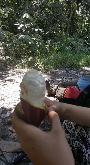 Thalia wollte mal eine Kakaofrucht von innen sehen...die ist aber noch sehr unreif..