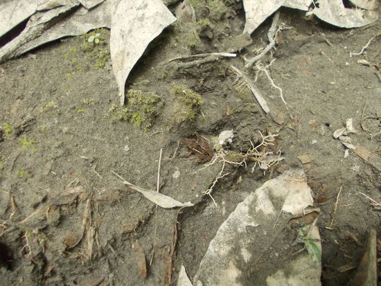 Ich finde diesen Frosch  nicht so spektakulär-aber Alex meint, der ist selten...also kommt er hier auch rein...