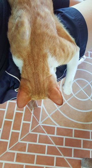 Wieder so verschmuste Katzen