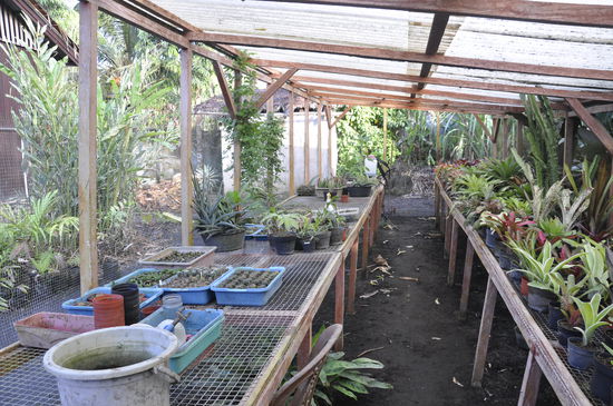 Das Hobby von Lutz: Kakteen, Sukkulenten und Orchideen