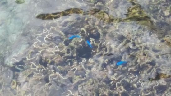 Von diesen knallblauen Fischen gibt es hier Unmengen