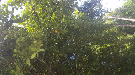 ...da hängen die Muskatnüsse...