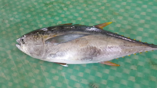 Ein großer "Gelbflossen-Thuna"