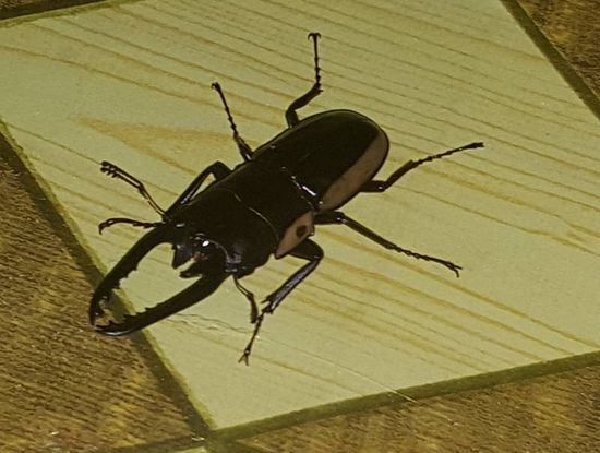 ...und auch solche Gäste besuchen uns.....