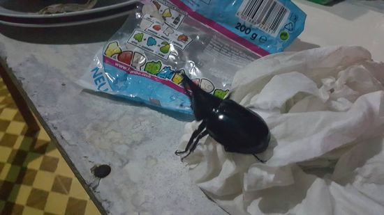 Da haben wir wieder einen "Gast"