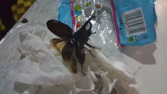 Tschüss!!! Er fliegt wieder weg...