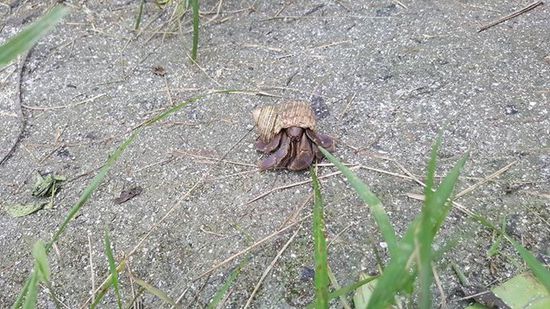 Der läuft uns über den Weg..