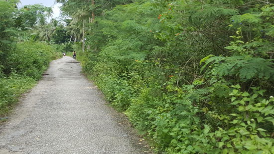 Nach dem ersten Stück gute Straße wird es etwas holperig und der Weg führt uns durch sattes Grün..