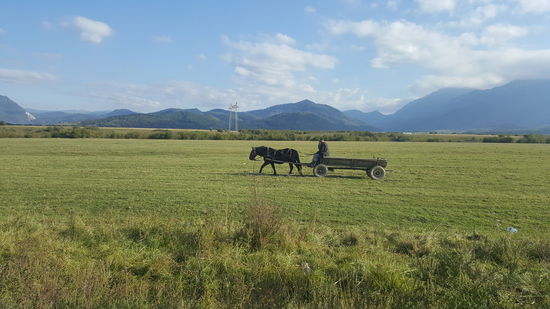Einer der vielen typischen Kutschen
