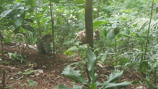 Hier tollen die Affen herum....