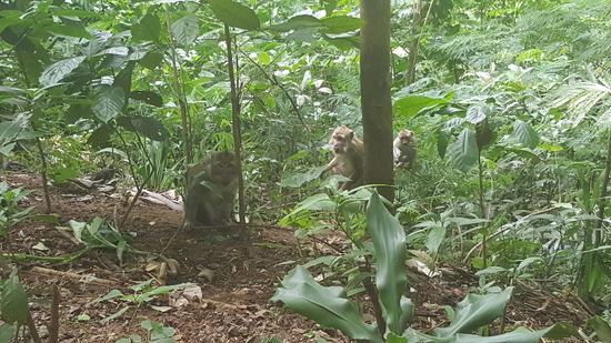 ...und freuen sich über die Essensreste...