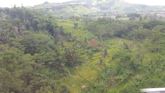 Riesige Teeplantagen...