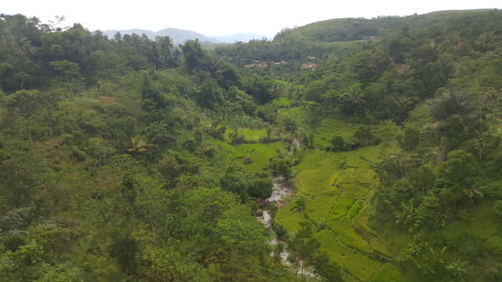 Alles ist satt und grün...