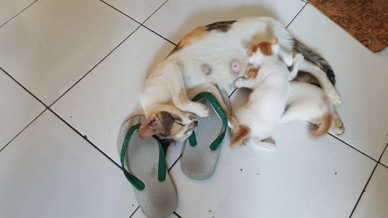 Die Katze von unserem Guesthouse hat Junge bekommen...