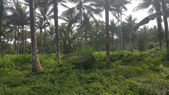 Björn hat sich eine neue Hängematte mit Moskitonetz gekauft, die er unbedingt ausprobieren will