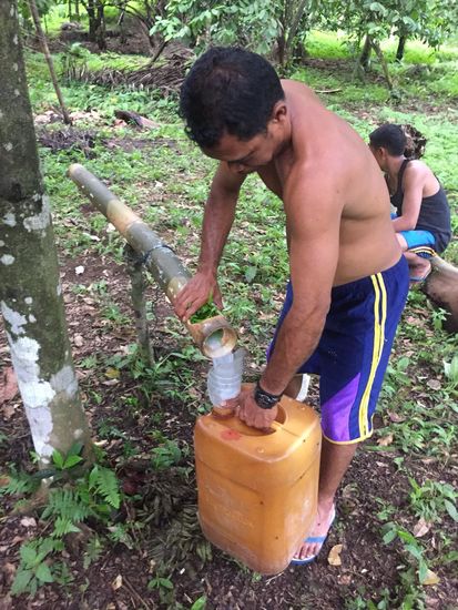 ....und machen Palmwein...