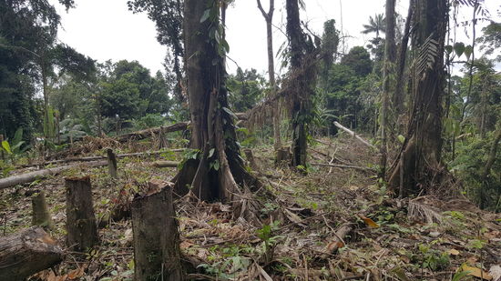 Mal etwas Dschungel...