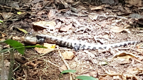 Plötzlich stehe ich vor dieser Echse. Gerade noch rechtzeitig bremse ich.
Alex meint dass sie giftig ist--nicht angriffslustig, aber wir umgehen sie in einem großen Bogen....