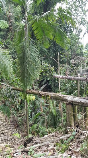 Etwas Dschungel....ich liebe die Geräusche der Insekten und der Vögel.
Wir hören Hornbills und sehen sie in weiter Ferne über uns. Sogar Kakadus und "Birds of paradise" hören und sehen wir--leider nur sehr fern...