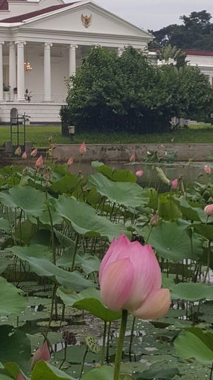 Der Präsidentenpalast und davor ein schöner Seerosenteich