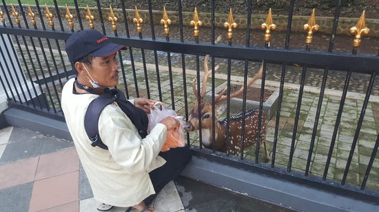 Deers“, also Rehe und Hirsche sind hier etwas besonderes. Im Bogor Nationalpark gibt es hunderte. Aussen stehen Leute und füttern sie mit Möhren