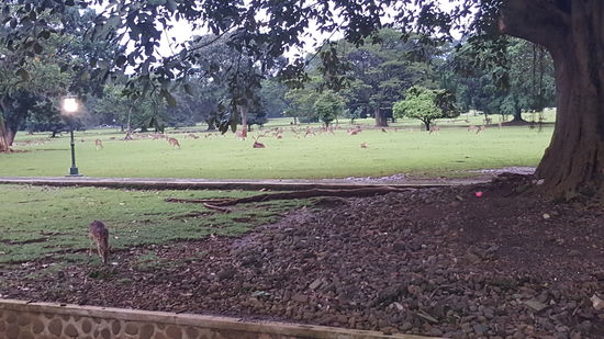 Hunderte von „Deers“