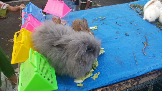 Bei dem habe ich erst gedacht er hätte nur 1 Ohr...also ein Einohrhase...